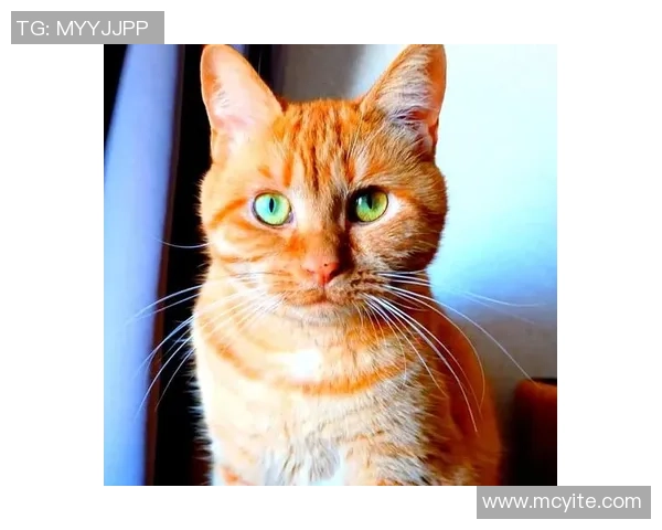 足球明星的猫展现惊人球技成为小球场的明星猫咪